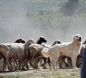 mastino abruzzese durante una transumanza